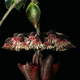 Illustration for article titled Plants evolve special leaves to make sounds that bats enjoy